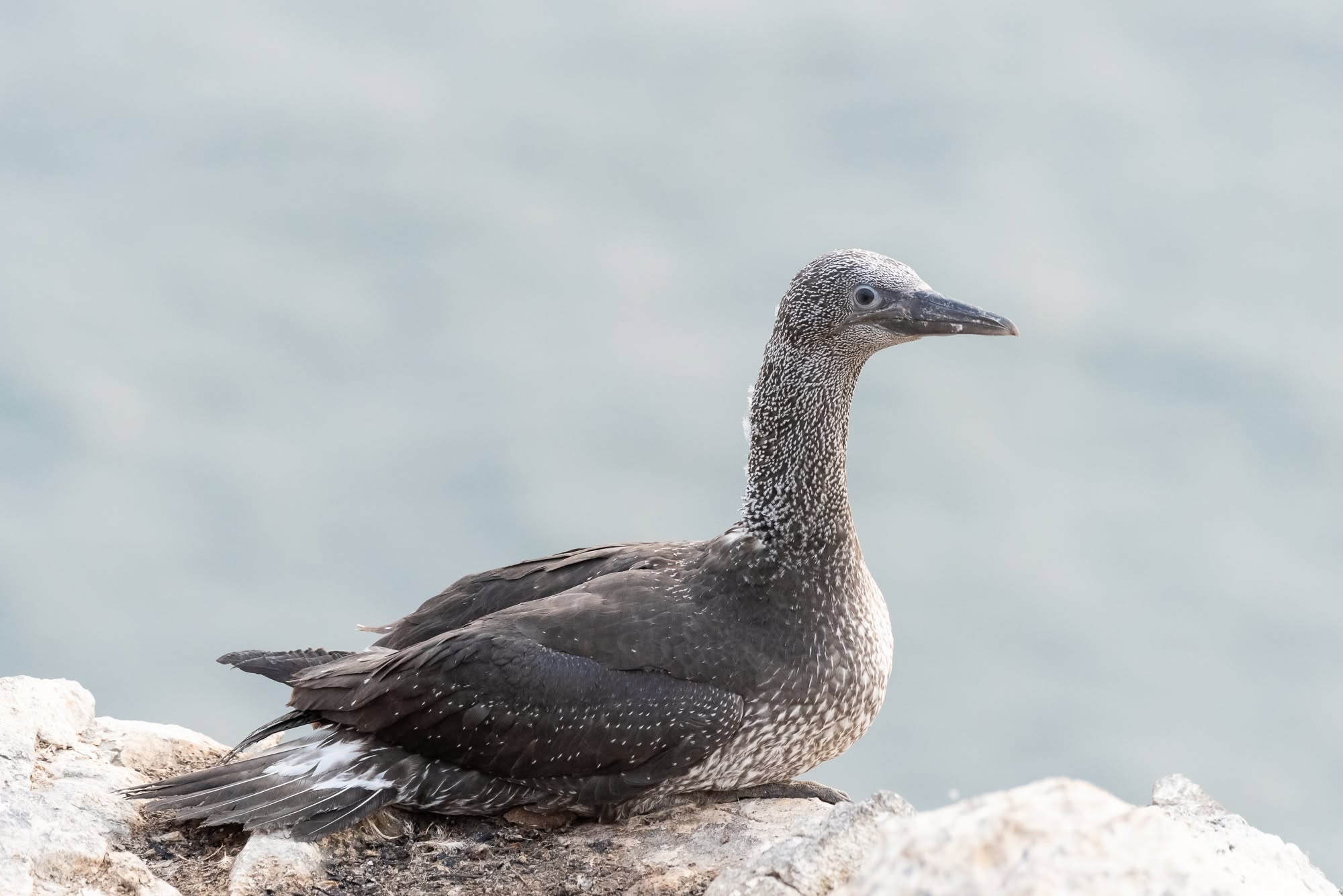 UK seabird conservation pet bird owner connection