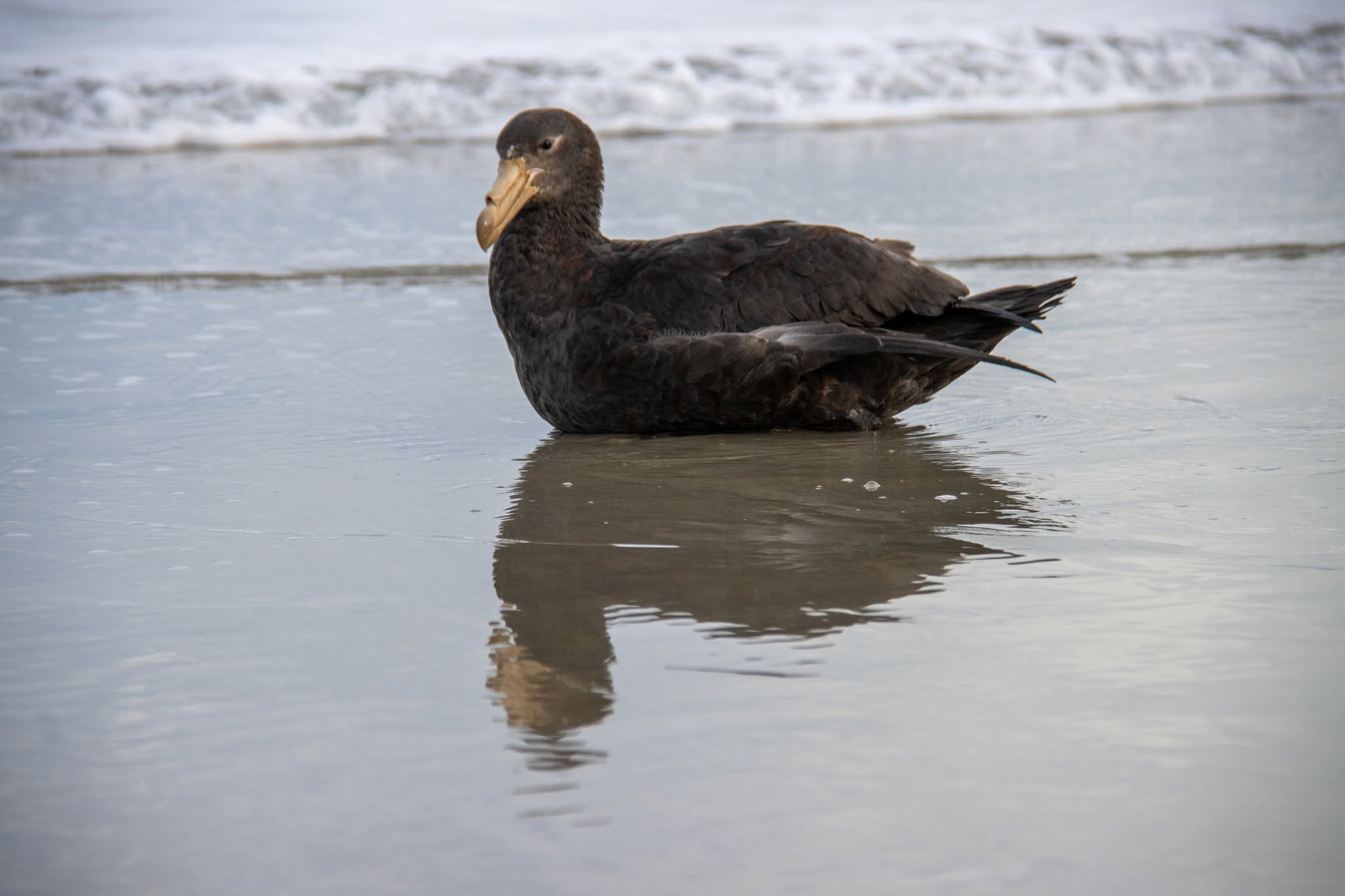 UK seabird decline HPAI H5N1 2022 2026 