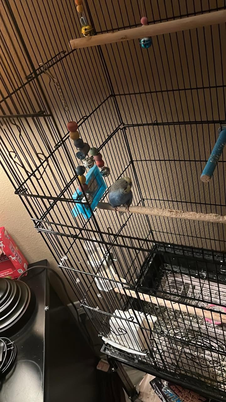 UK solo budgie stress signs mirror obsessive attachment welfare gap