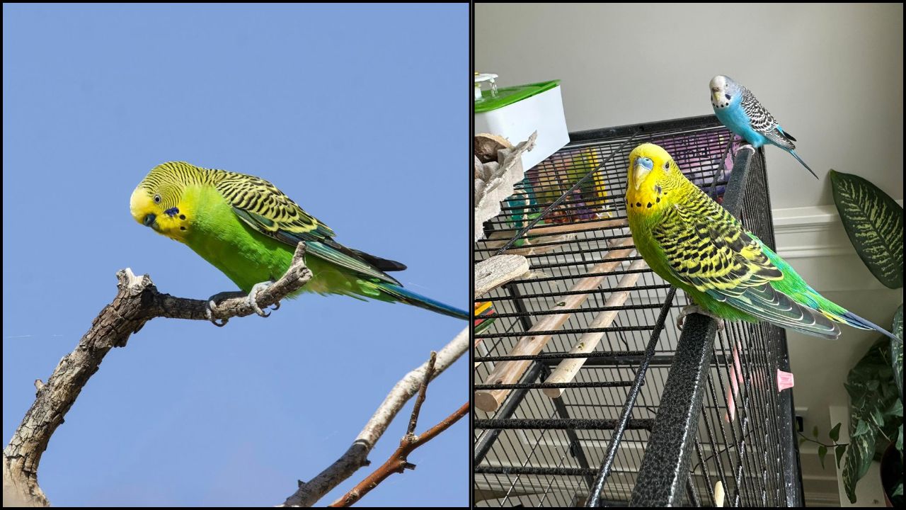 UK solo pet budgie welfare mistake same-species companion needed