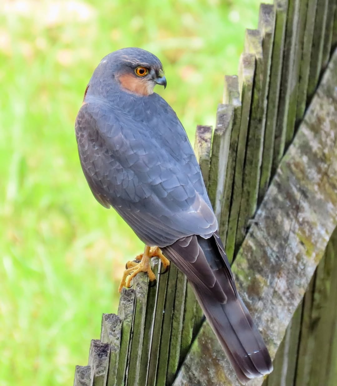 Sparrowhawk hunting small garden birds in the UK