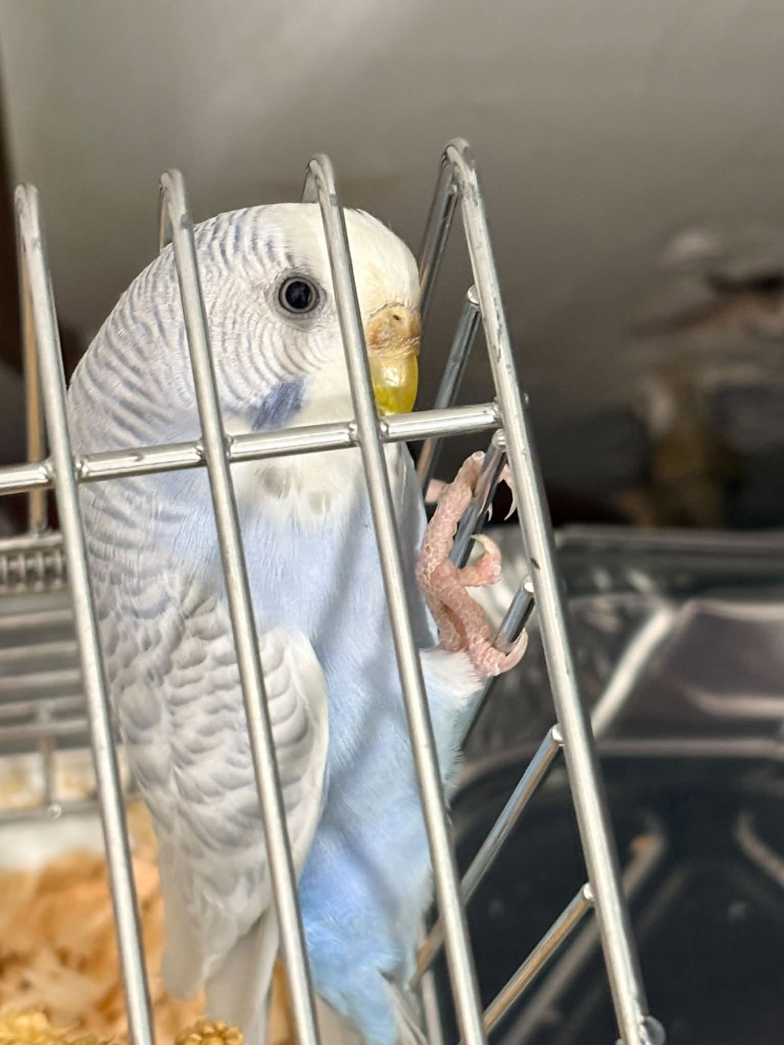 UK summer holiday pet acquisition trajectory welfare consequences pattern 