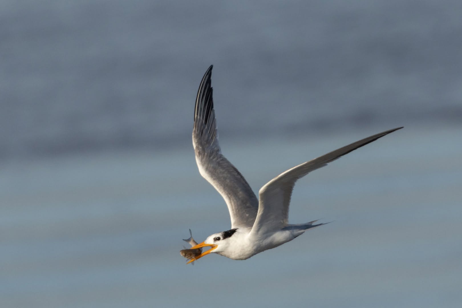 UK twitching rare bird birders binoculars