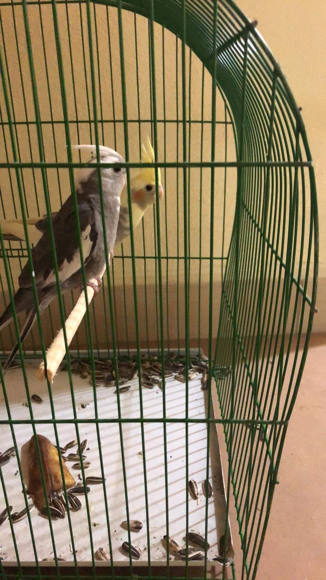 UK undersized pet budgie cage typical retail size welfare gap UK undersized pet budgie cage typical retail size welfare gap 
