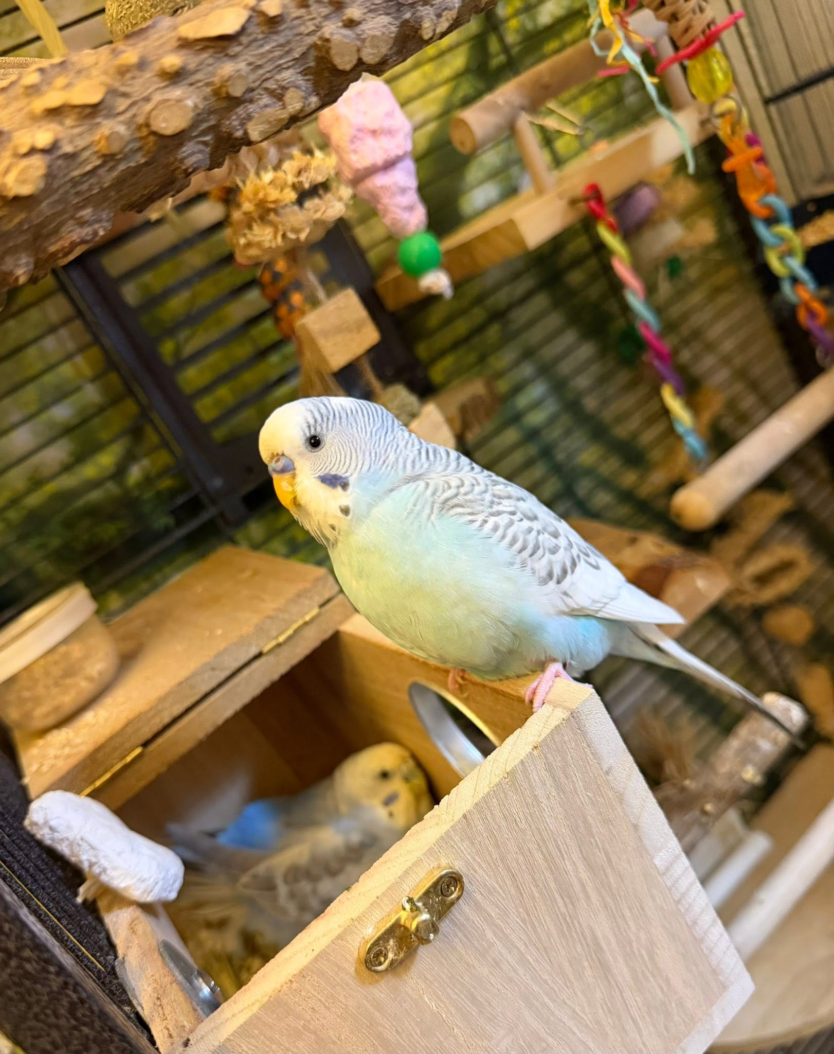 UK welfare-led pet bird heat protection cooling ventilation planning 
