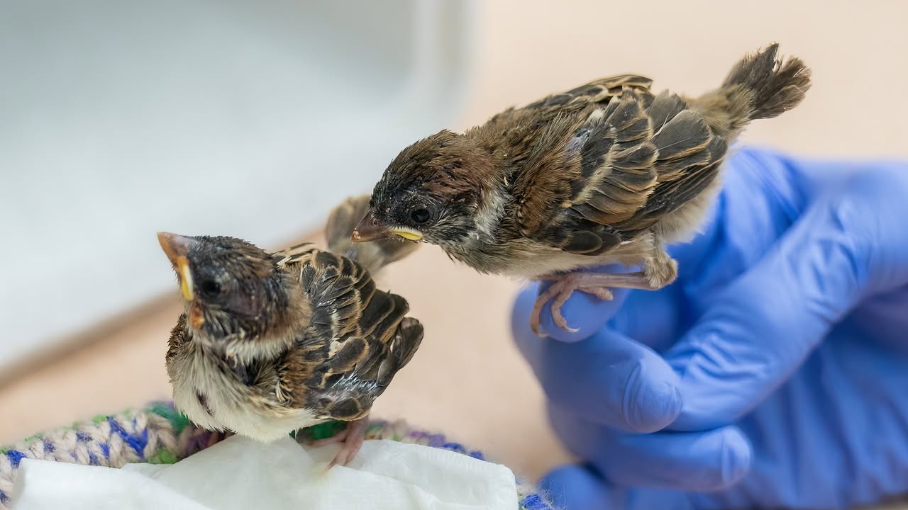 UK welfare-led pet bird rehabilitation continued keeping recovery