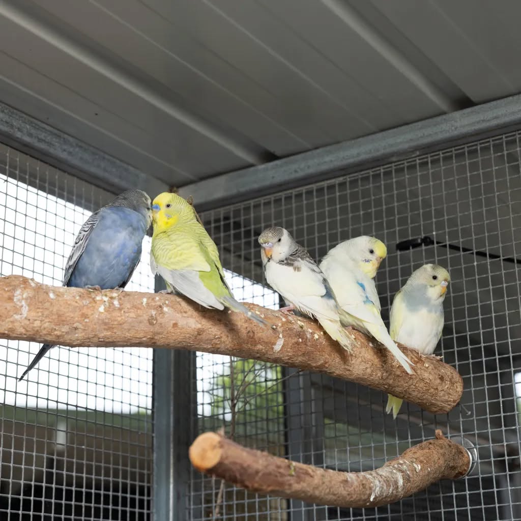 UK welfare-led pet bird rehoming appropriate response new home 