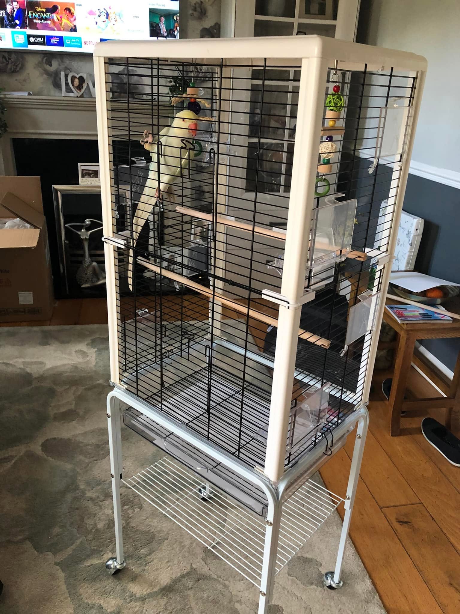 UK welfare-standard Indian Ringneck cage enrichment welfare-led setup