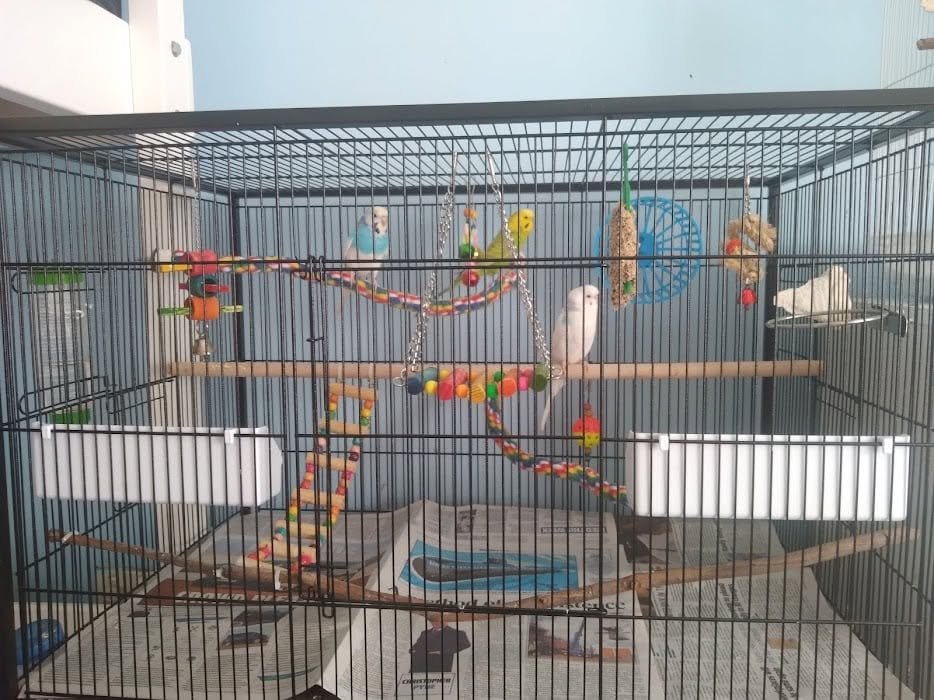 UK welfare-standard budgie cage upgrade RSPCA compliant setup 