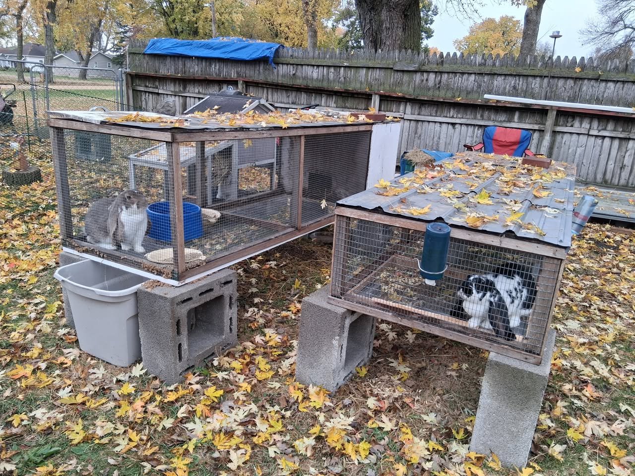 UK welfare-standard small animal hutch pair housing preparation 