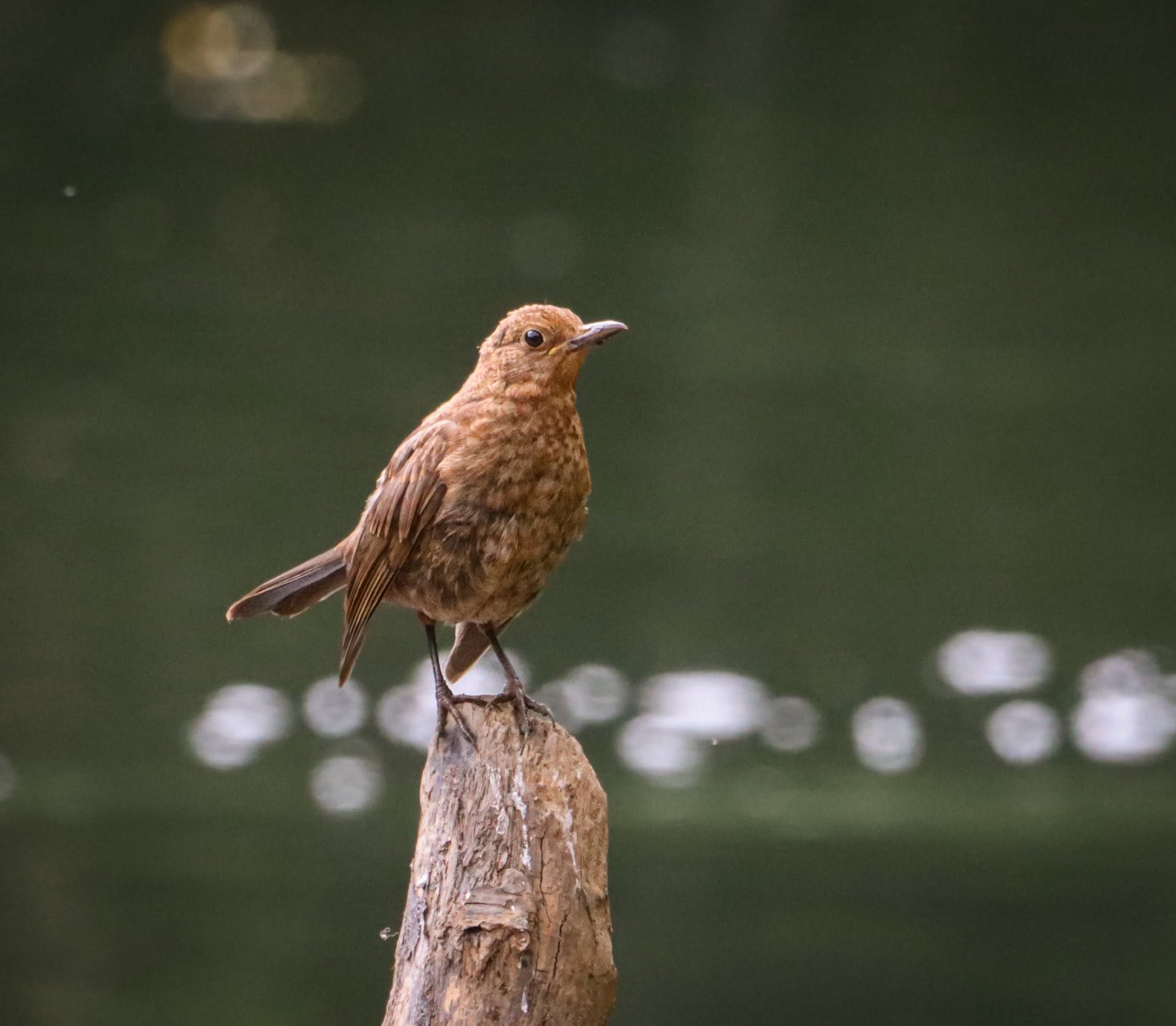 UK wild birds declining fields garden climate