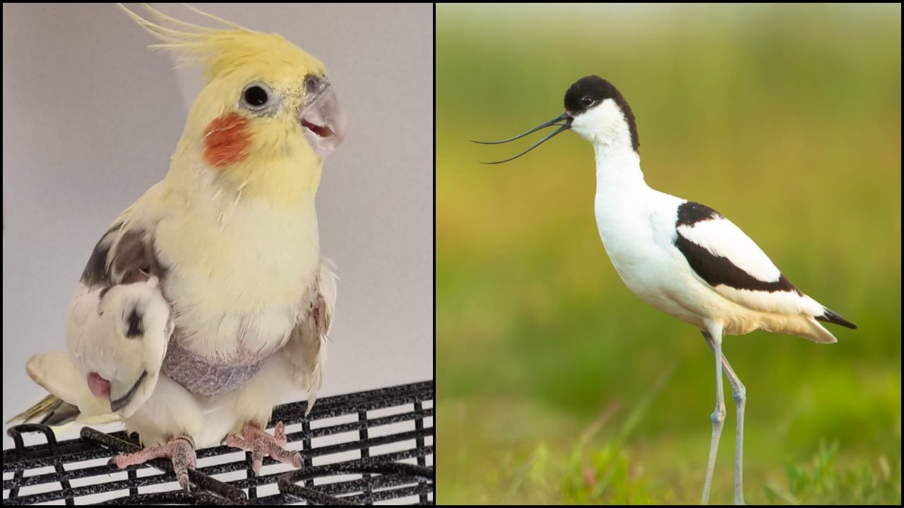 UK’s Oldest Avocet Reaches 36