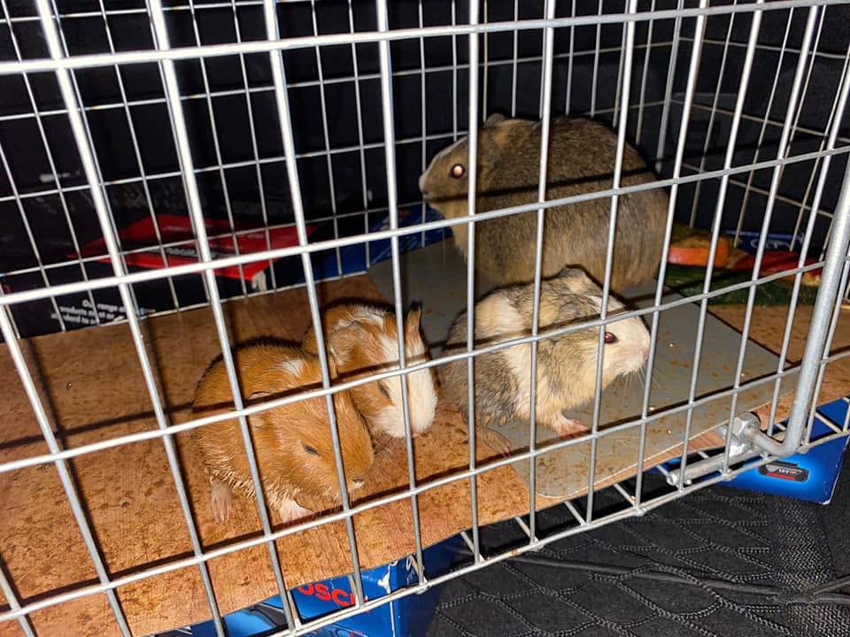 Urgent small pet care