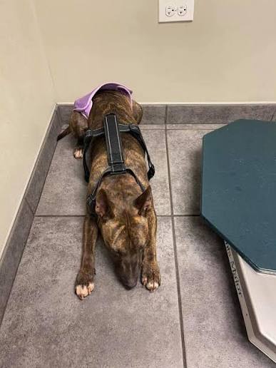 Vet cost estimate