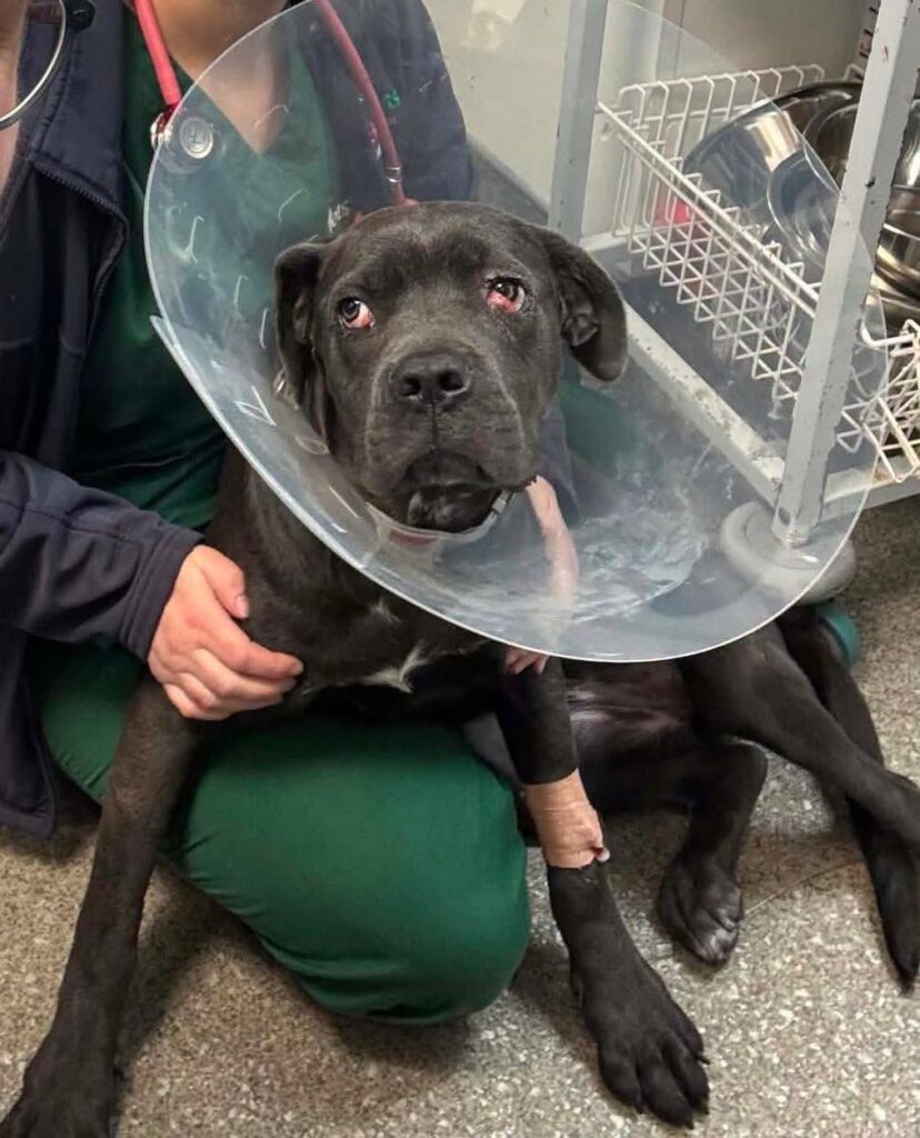 Veterinary bill breakdown