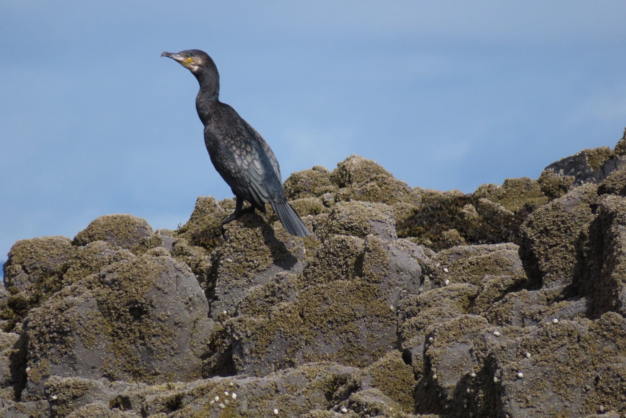 Wales seabird conservation strategy actions UK