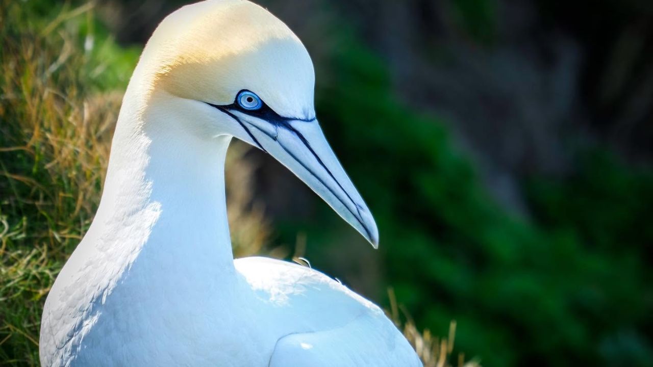 Wales seabird decline UK gannet conservation 2026 paradise pets