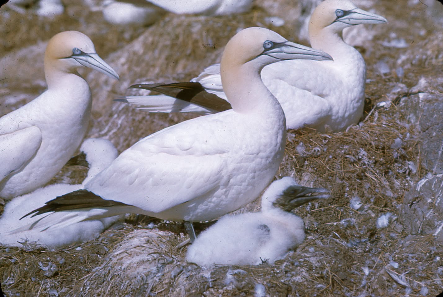 Wales seabird decline UK gannet grassholm conservation
