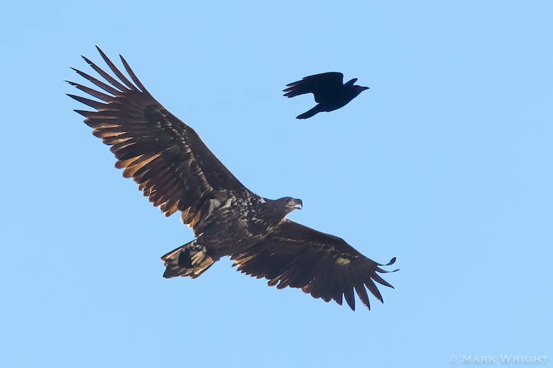 White-tailed eagle representing UK raptor persecution and responsible bird welfare concerns