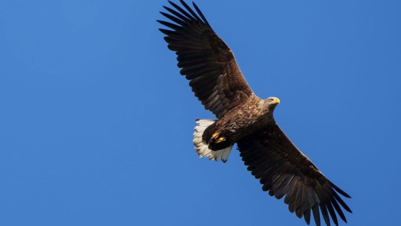 White-tailed eagle poisoned UK raptor persecution pet bird buying