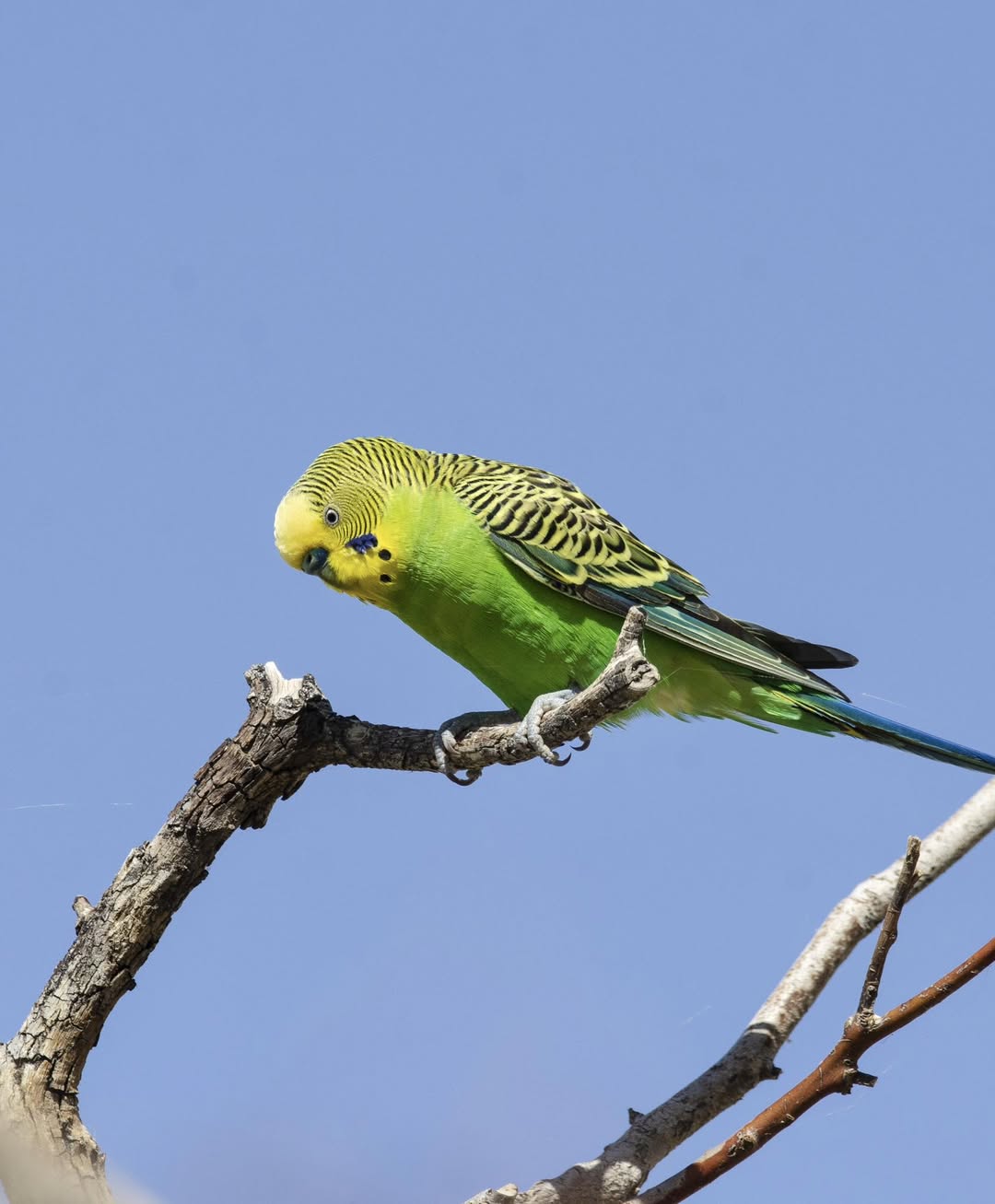 Wild Australian budgie flock hundreds evolved social behaviour biology