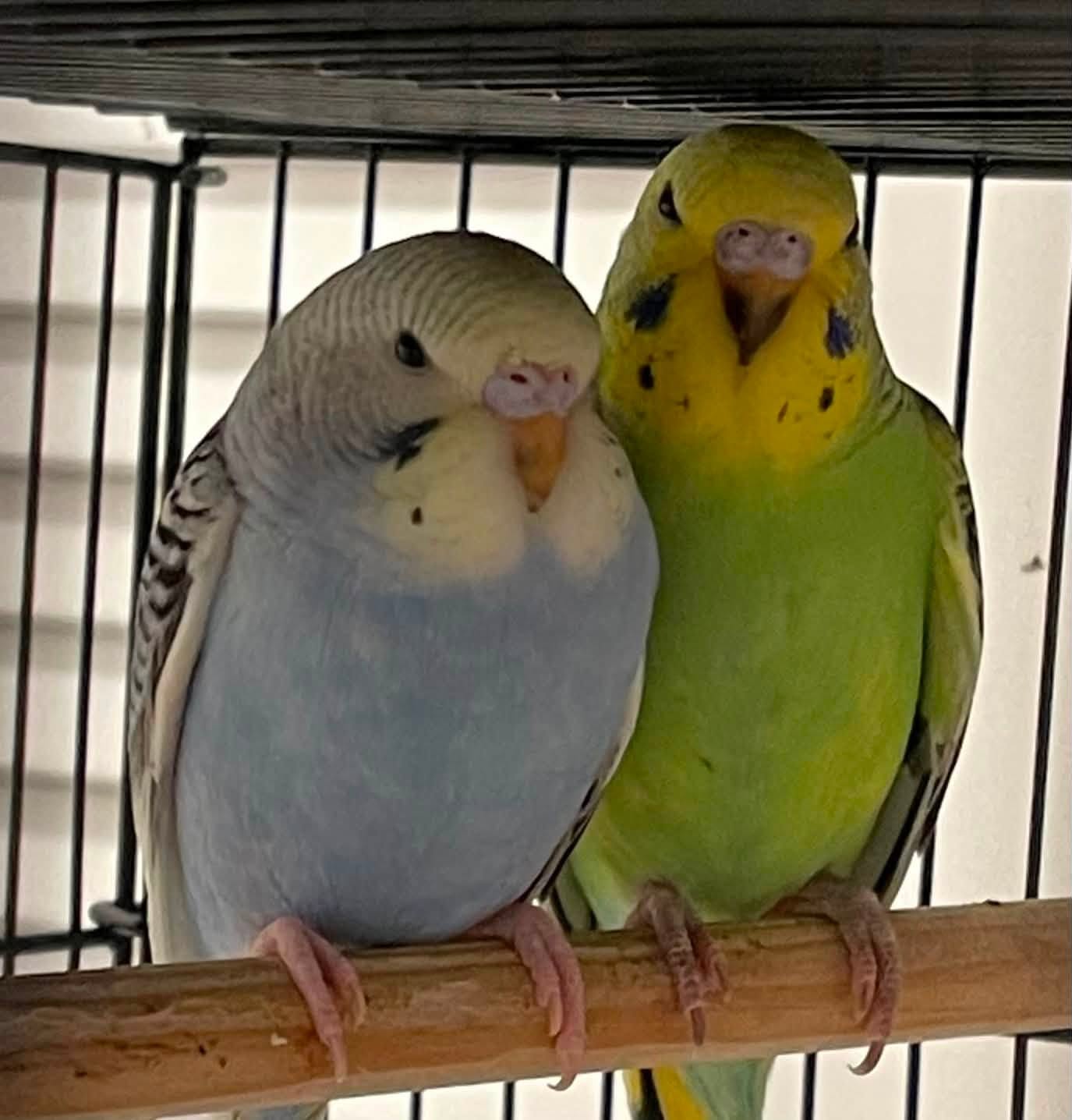 Wild gannet cage budgie connection bird conservation UK