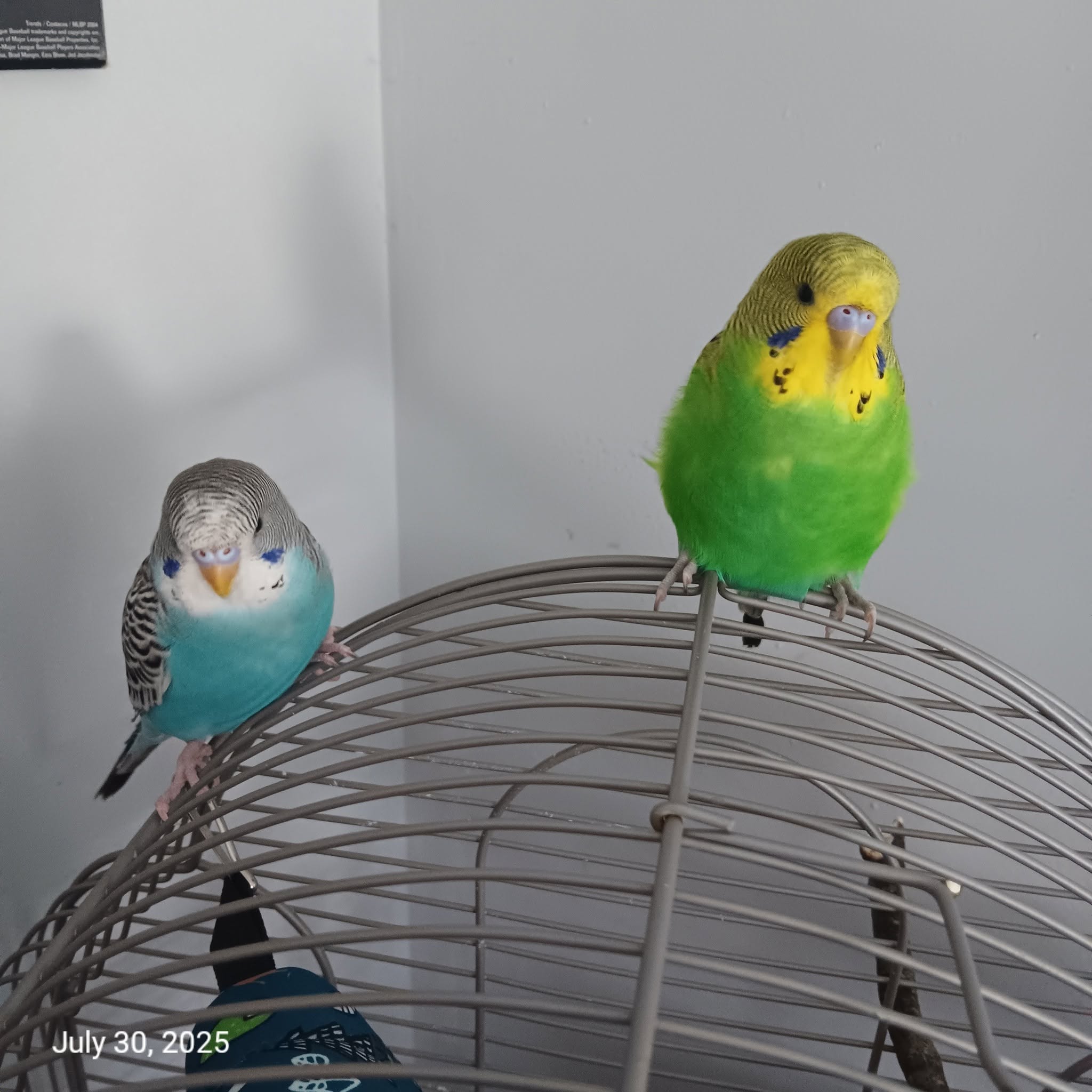 Young baby budgie forehead barring cere UK
