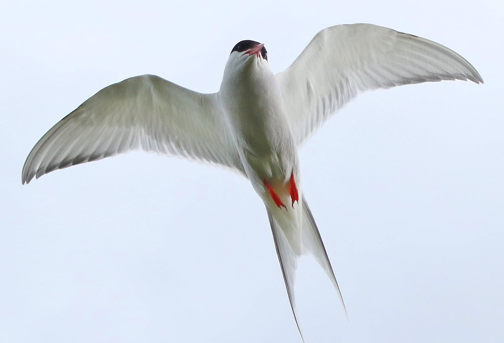 arctic tern UK breeding colony climate risk