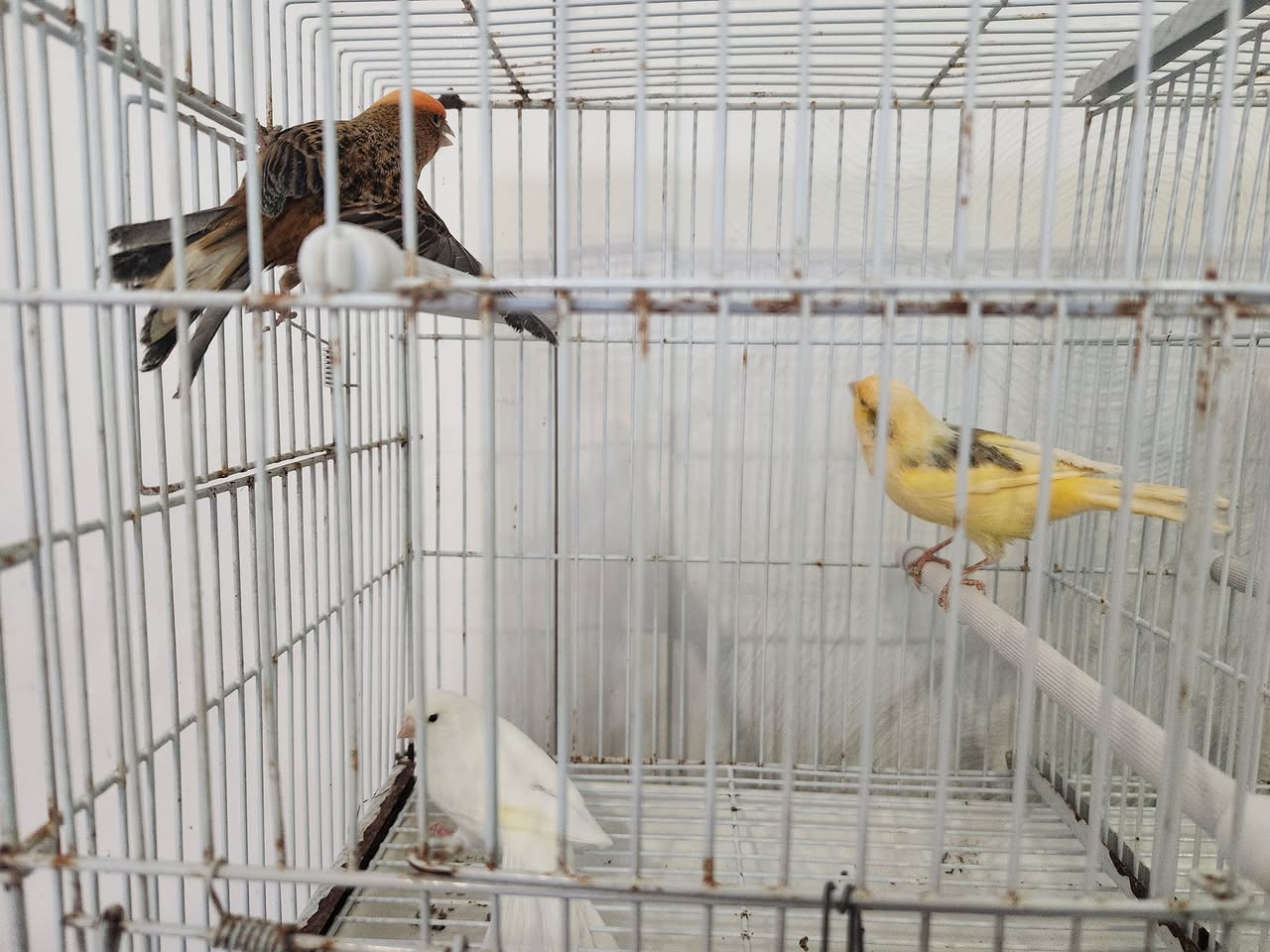 avian vet UK cage bird welfare 80 percent not met