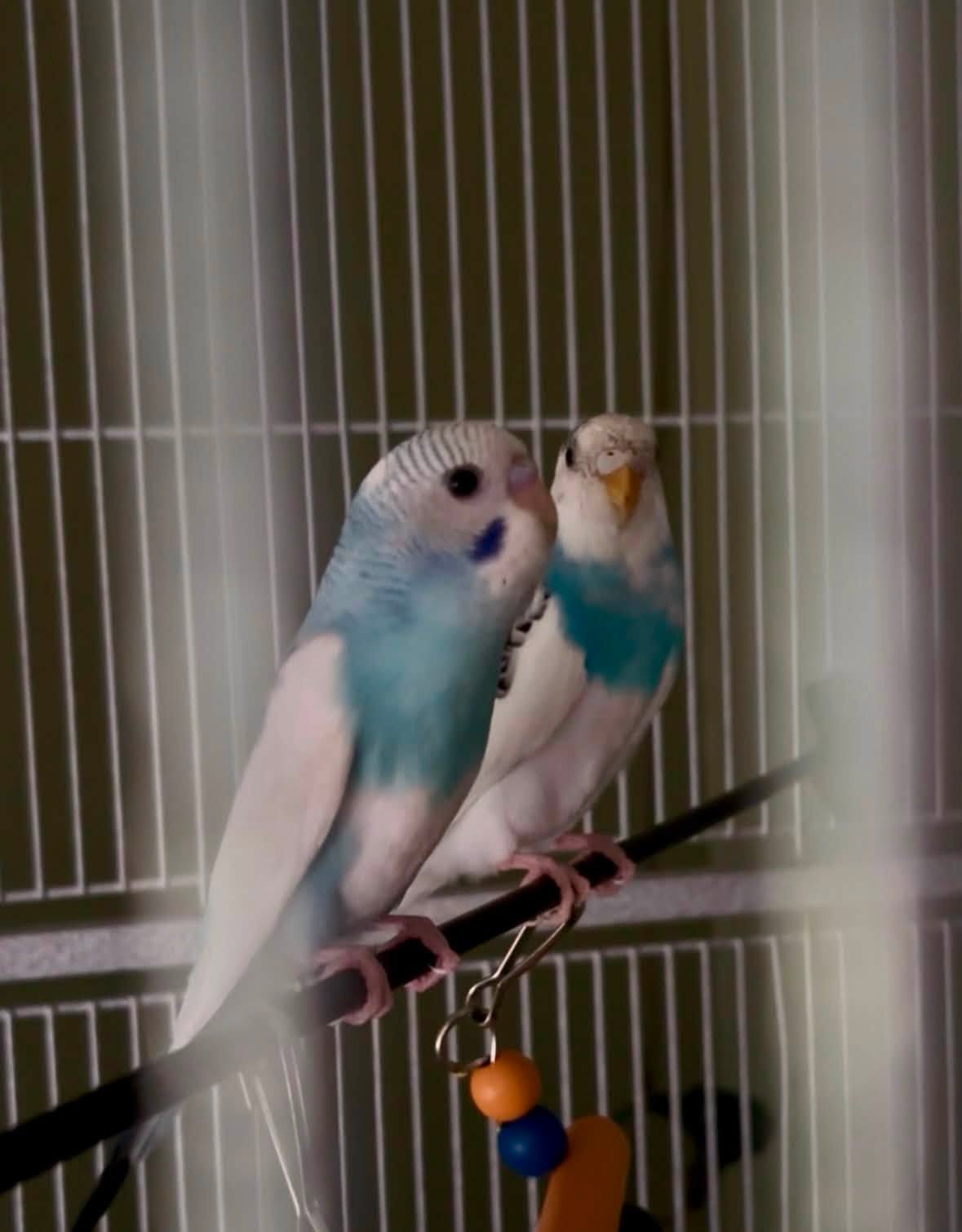 avian vet checking rehomed budgie health baseline UK