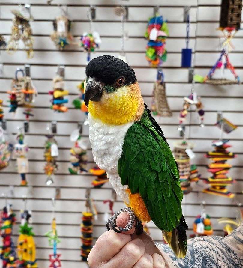 Saving an avian vet number for a pet bird heatwave emergency in the UK