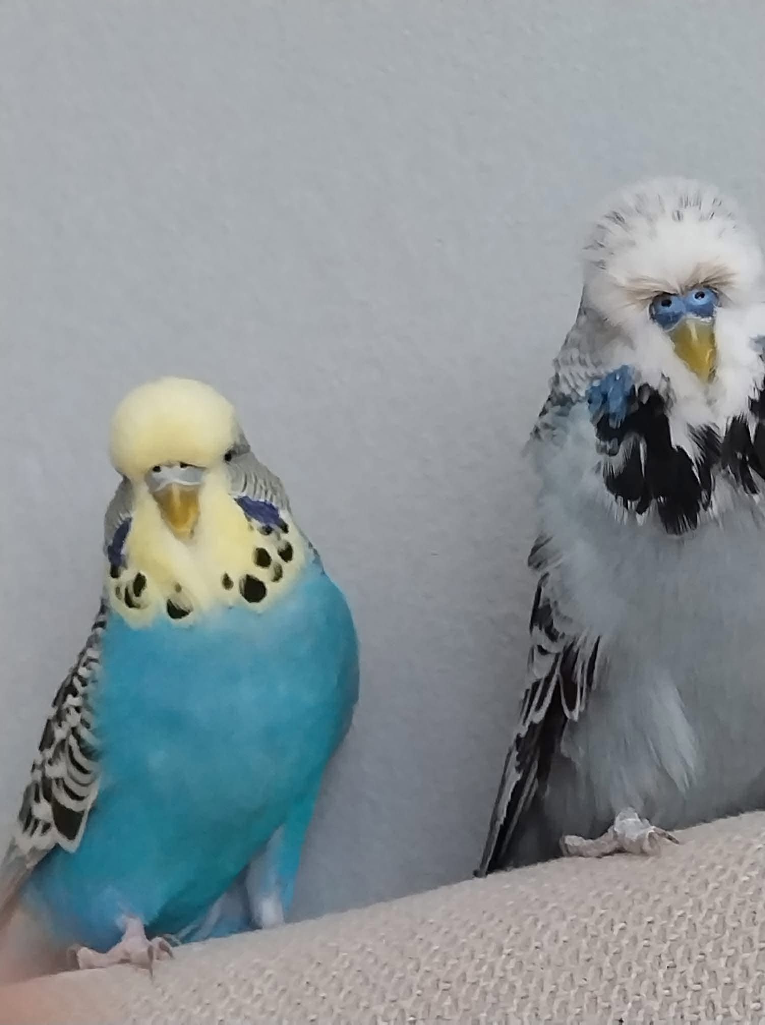 bird cognition budgie parrot UK remarkable intelligence