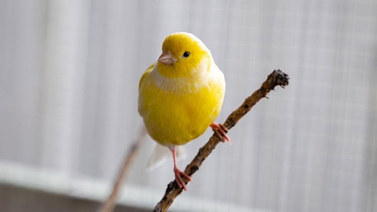 bird flu guidance 2026 pet bird owners UK
