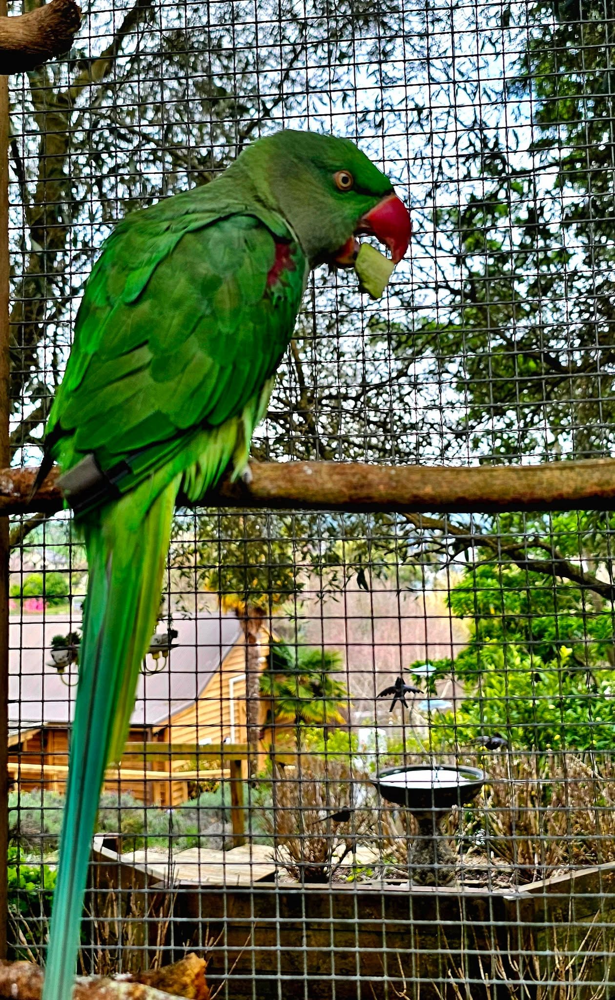 bird rescue rehoming UK what happens welfare