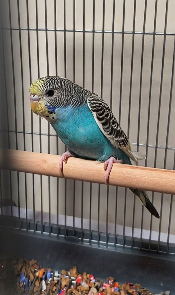 budgie Pet Birds Indoors