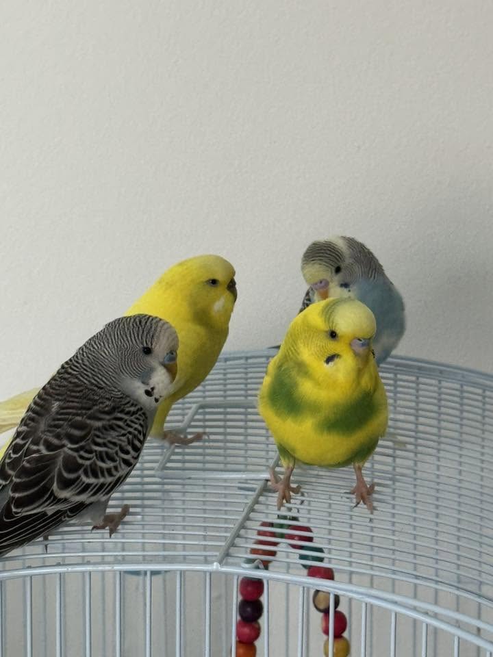 budgie balanced diet seeds greens pellets RSPCA standard 2026