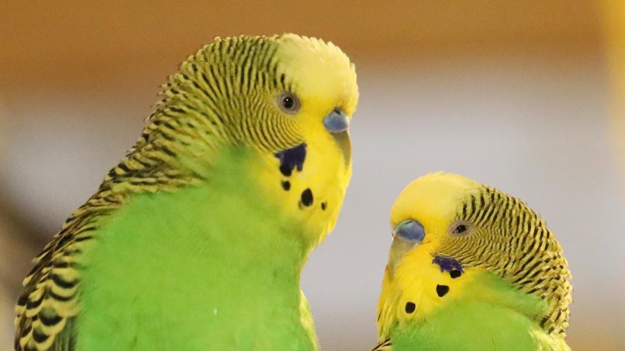 budgie body language signs owners miss UK budgie body language signs owners miss UK