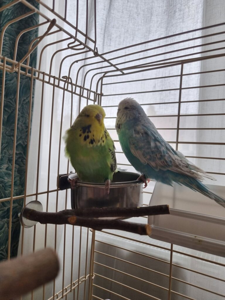 Budgie cage airflow and fresh water check during UK summer heat