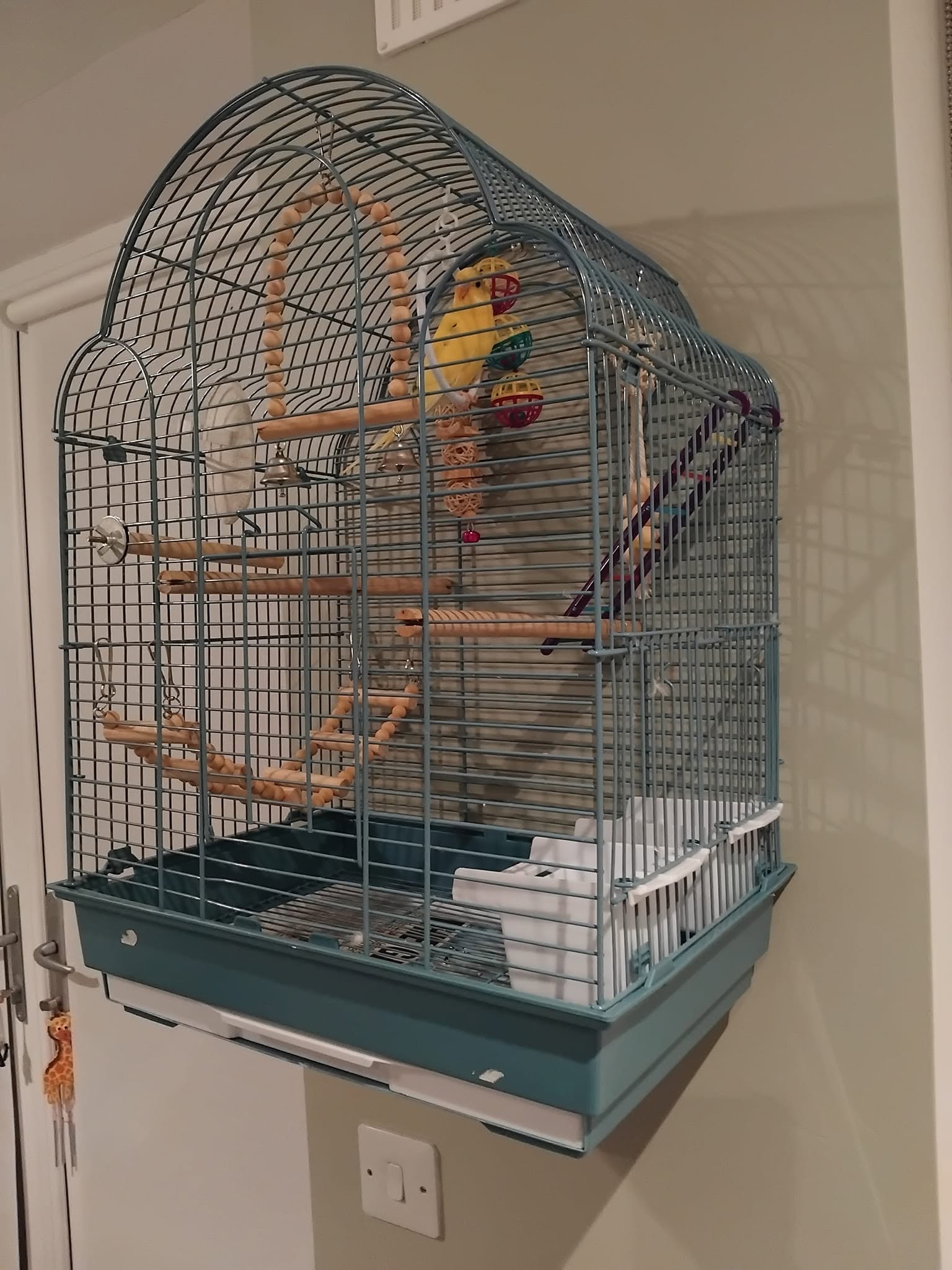 budgie cage too small UK RSPCA standard