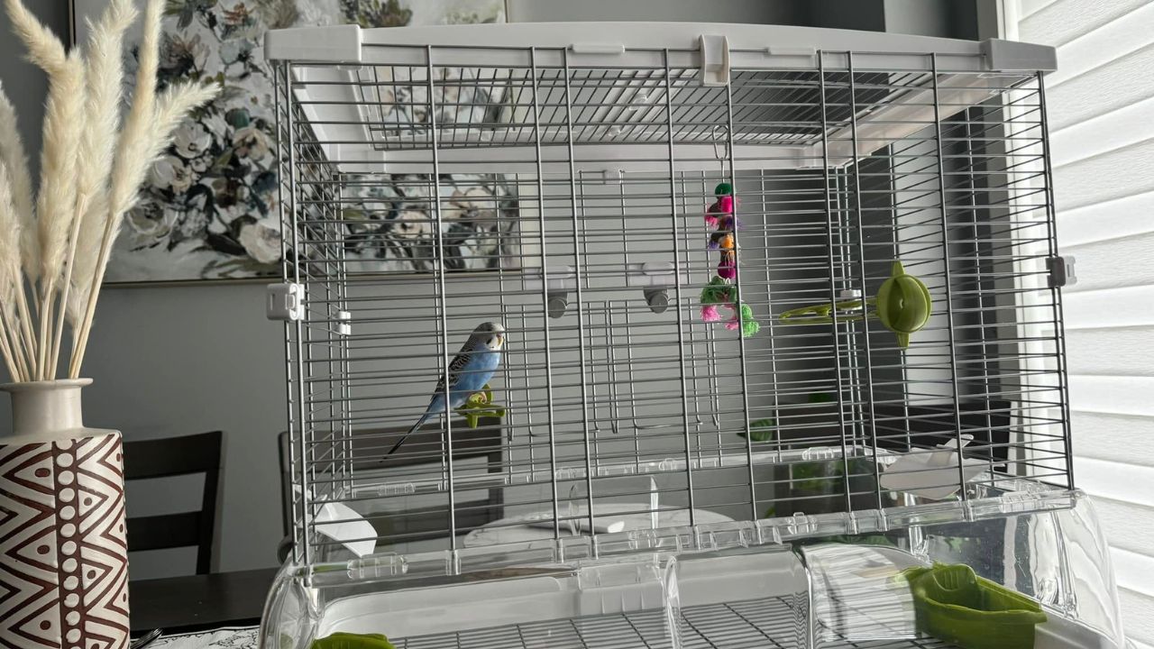 budgie cage wrong place how to check UK 30 seconds