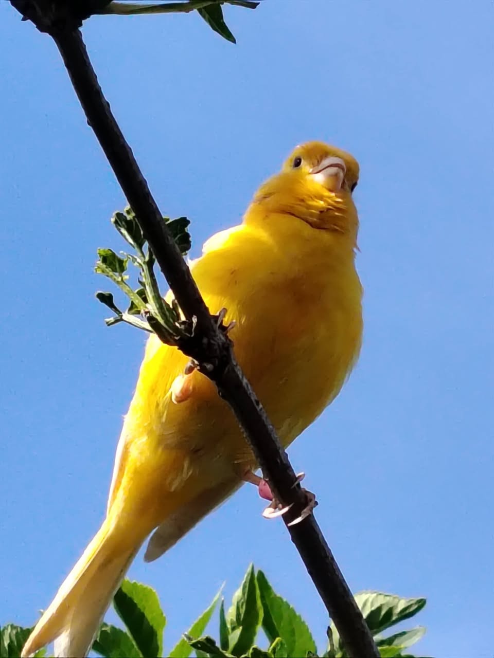 budgie canary coal mine CO detector UK