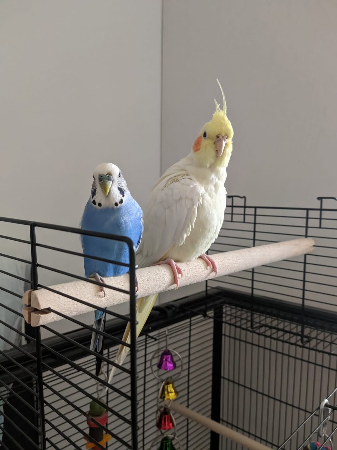 budgie cockatiel rehoming UK expectation gap