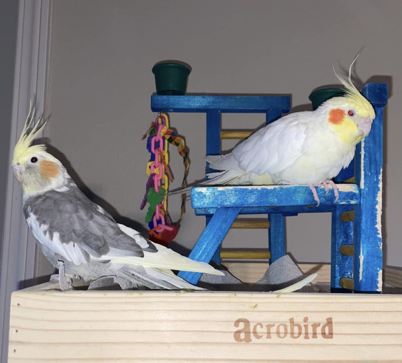 budgie cockatiel safe summer cage environment UK paradise pets