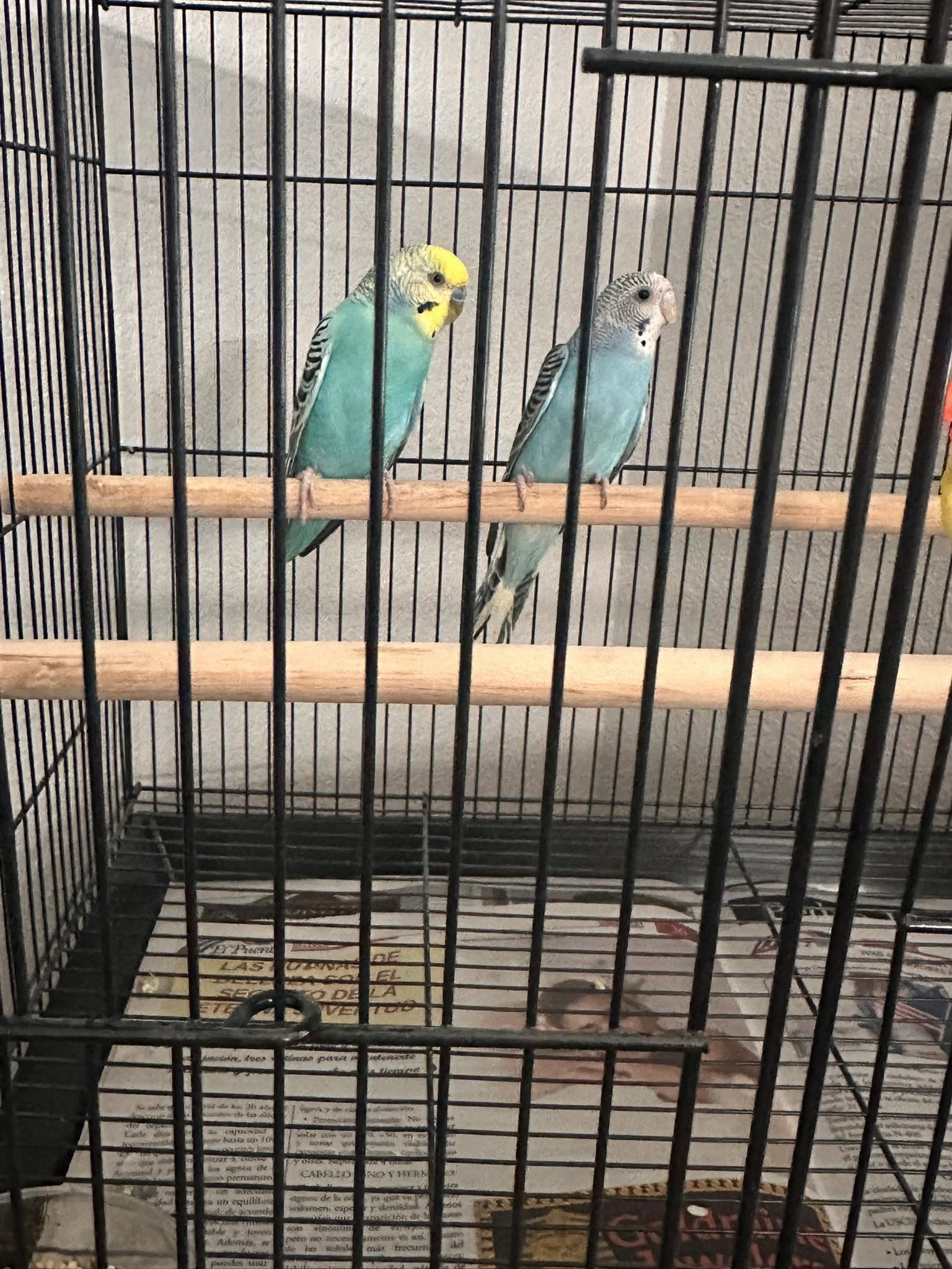 budgie cockatiel thriving spacious enriched cage UK welfare standard