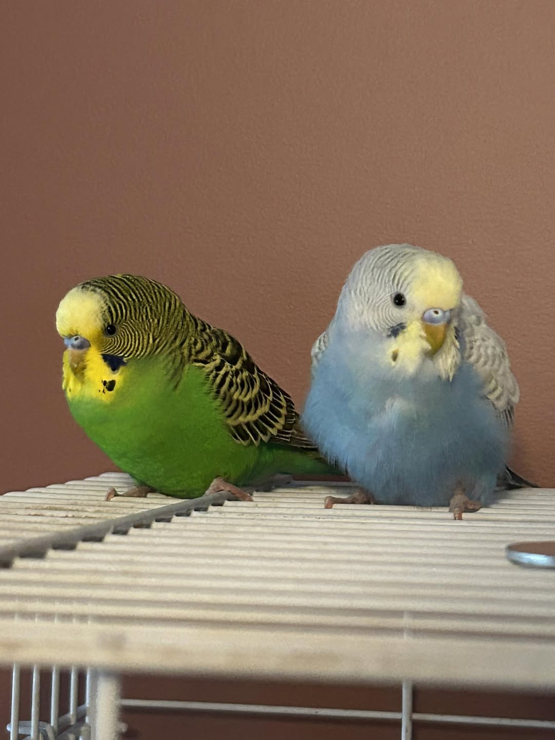 budgie correct diet UK vegetables pellets fresh food 
