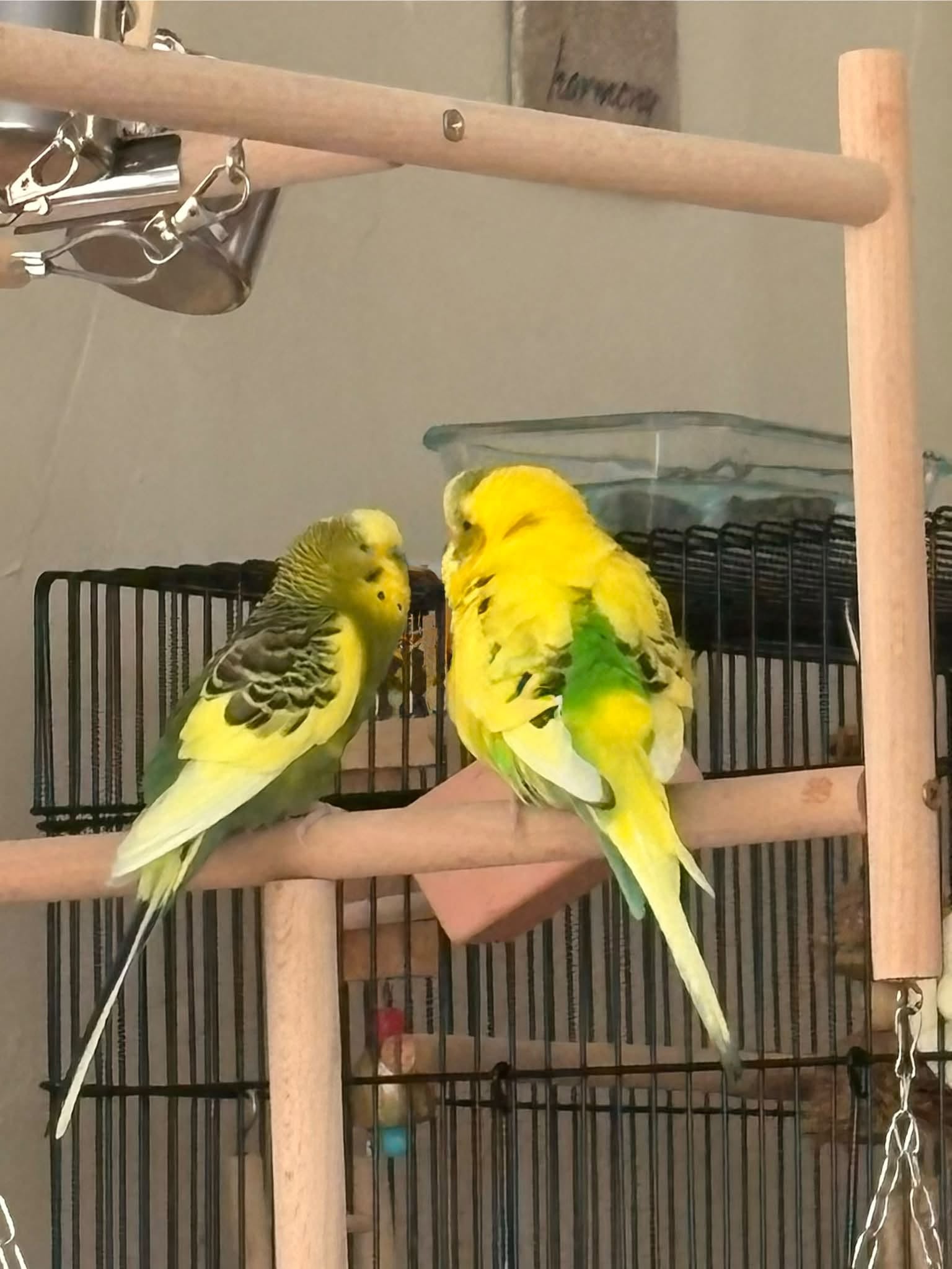 budgie daily care water food routine UK