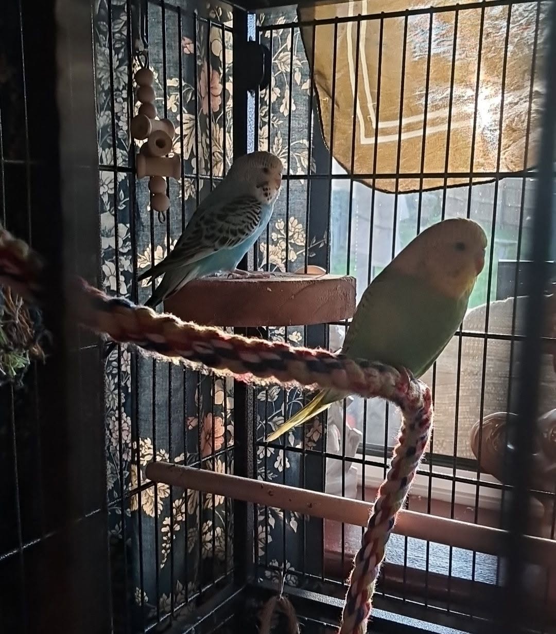 budgie escape risk open window cage UK