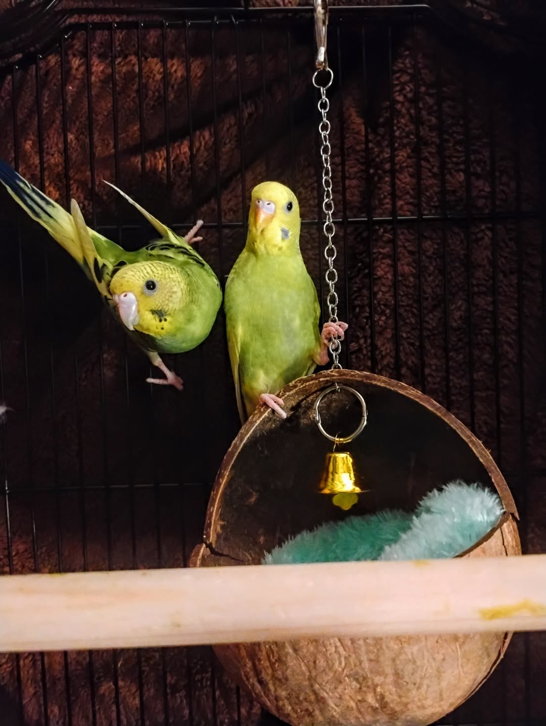 budgie food cost UK quality seed and fresh greens 
