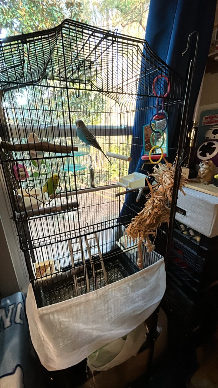 budgie foraging enrichment behavioural needs UK