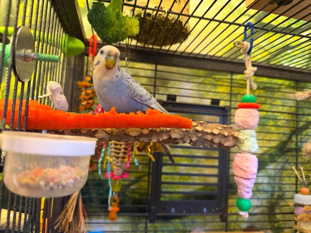 Budgie heat stress signs including panting and wings held away from the body